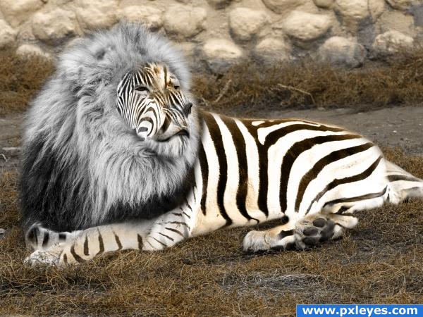 Lion + Zebra = Zebon